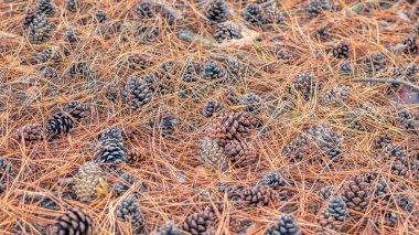 Kuru sonbahar düşmüş koniler iğne falan batmazdı yalan. Arka plan, doku.