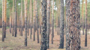 Bir iğne yapraklı orman net sonbahar gününde manzara.