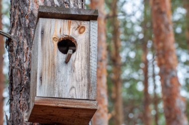 Skvoeshnik sonbahar bir orman içinde iğne yapraklı ağaç gövde.