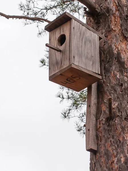 Skvoeshnik sonbahar bir orman içinde iğne yapraklı ağaç gövde. — Stok fotoğraf