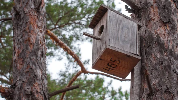 Skvoeshnik på stammen av ett barrträd i en höst-skog. — Stockfoto