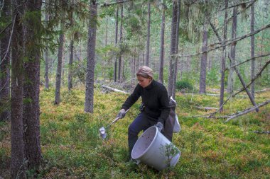 Genç bir kız Tayland tarağı kullanarak Fin ormanından yaban mersini topluyor..