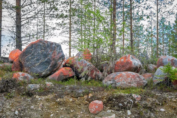 芬兰森林。一堆红宝石。石头上的这种颜色是由于氧化铁造成的. — 图库照片
