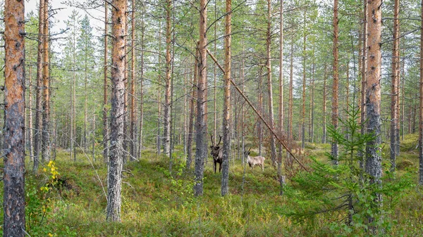芬兰森林。两只野鹿吃惊地从森林中凝视着. — 图库照片