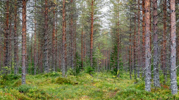 美丽的针叶林芬兰。树木的景观特写. — 图库照片
