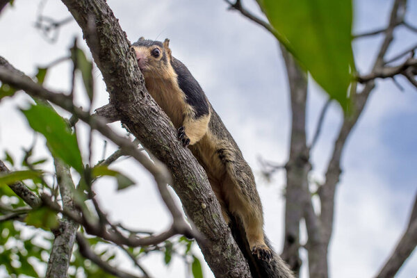 Ratufa, the largest squirrel in the world close-up