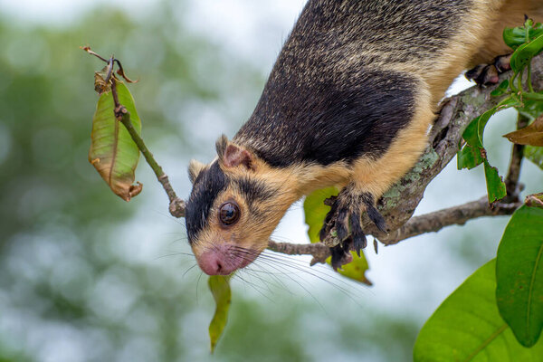 Ratufa, the largest squirrel in the world close-up