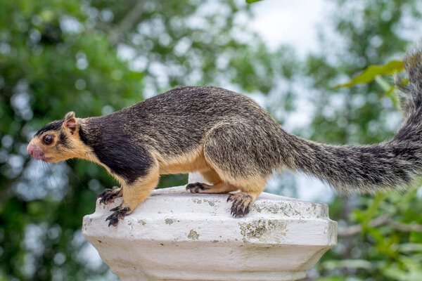 Ratufa, the largest squirrel in the world close-up
