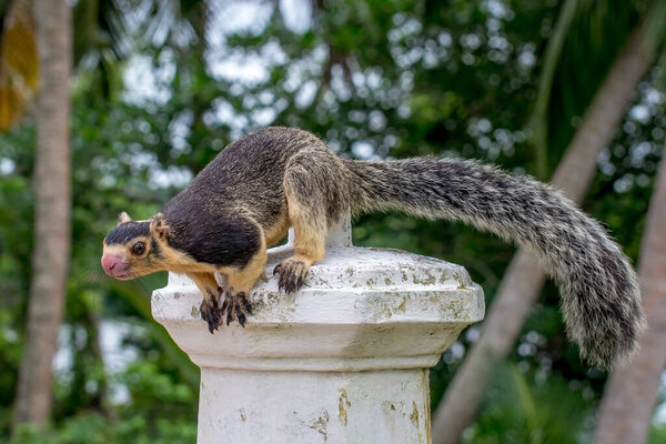 Ratufa, the largest squirrel in the world close-up