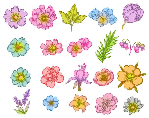 Verzameling van mooie kleurrijke bloemen — Stockvector