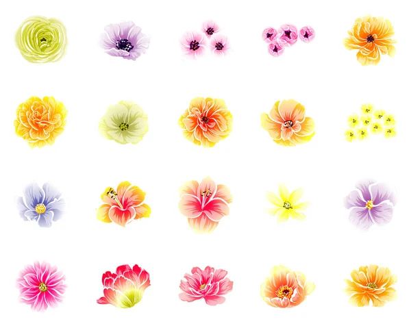 Σύνολο όμορφα πολύχρωμα λουλούδια — Διανυσματικό Αρχείο