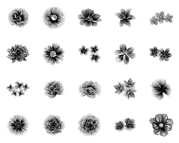 Set Van Verschillende Bloemen Geïsoleerd Witte Achtergrond — Stockvector