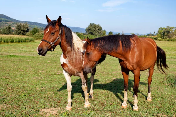 Две лошади на природе — стоковое фото