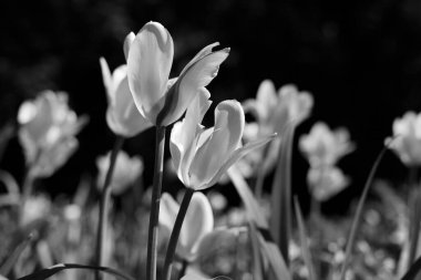 Parkta bahar laleleri, siyah beyaz