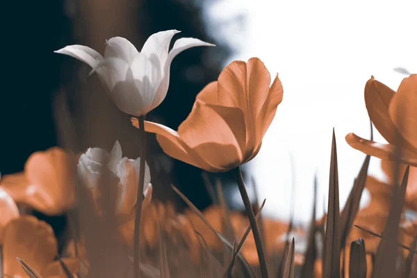 Весенние Тюльпаны Парке — стоковое фото