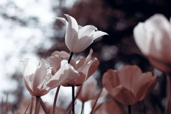 Tulipas Primavera Parque Sépia — Fotografia de Stock