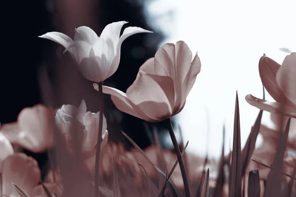 公园里的春天郁金香 — 图库照片