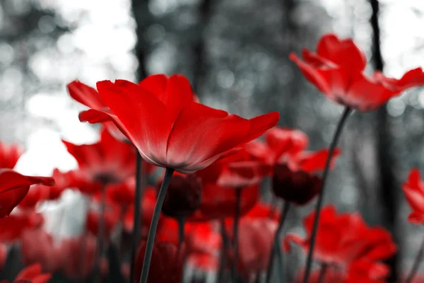 Spring Tulips Park Red Black White — Stock Photo, Image