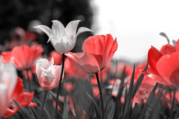 Tulipani Primaverili Nel Parco Rosso Nero Bianco — Foto Stock