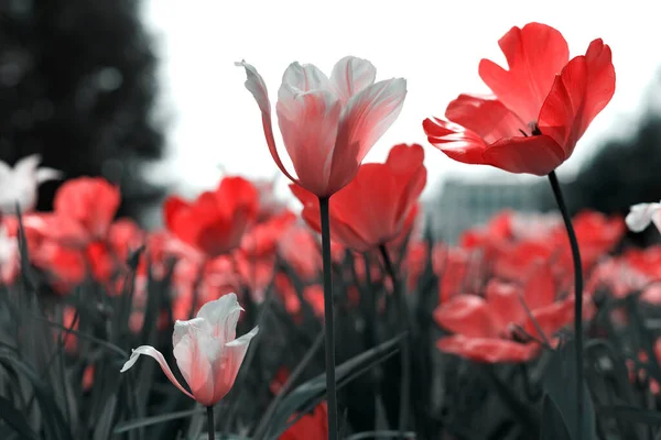 Tulipani Primaverili Nel Parco Rosso Nero Bianco — Foto Stock