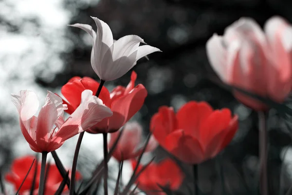 Tulipas Primavera Parque Vermelho Preto Branco — Fotografia de Stock