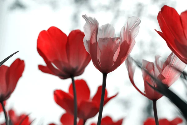 Tulipani Primaverili Nel Parco Rosso Nero Bianco — Foto Stock