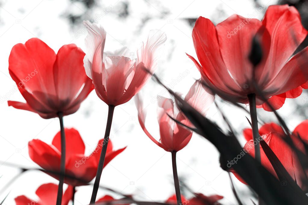 Spring tulips in the park, red, black, white