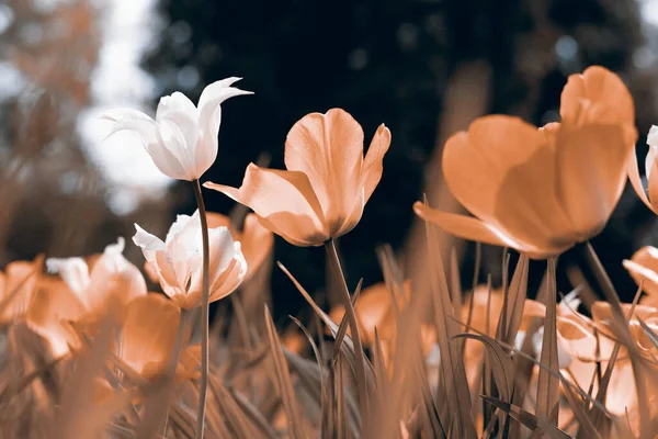 Tulipani Primaverili Nel Parco Arrugginiti — Foto Stock