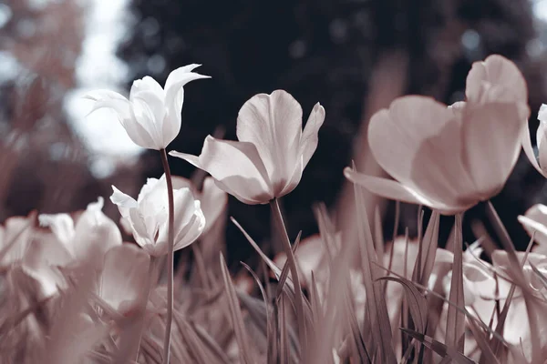 公园里的春天郁金香 — 图库照片