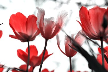 Parkta bahar laleleri, kırmızı, siyah, beyaz