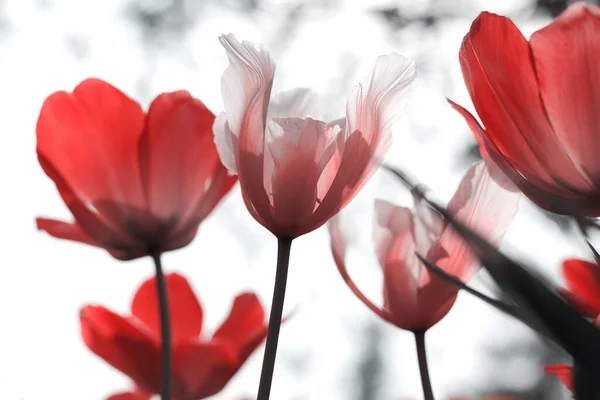 Tulipas Primavera Parque Vermelho Preto Branco — Fotografia de Stock