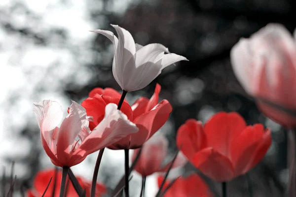 Весенние Тюльпаны Парке Красный Черный Белый — стоковое фото