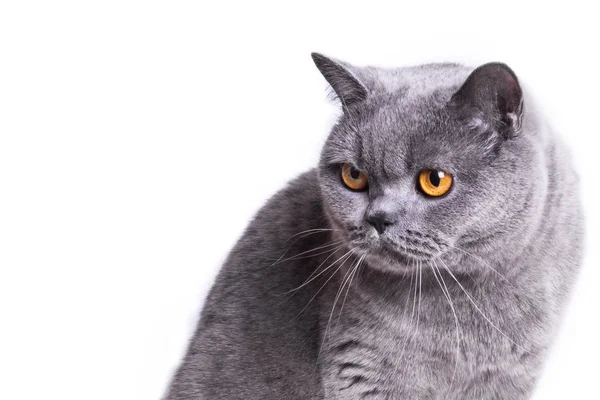 Gri Britanya ile ilgili stenografi kedi izole, beyaz bir arka planda - kopyalama alanı