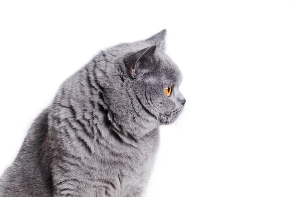 灰色的英国短毛猫在白色的背景-分离，复制空间 — 图库照片