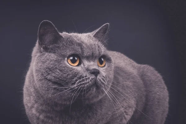 Schöne Junge Britische Graue Kurzhaarkatze Aus Nächster Nähe — Stockfoto