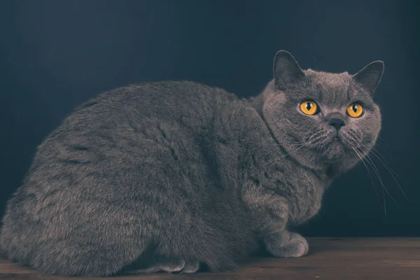 Beautiful Young British Gray Short Haired Cat Close — Stock Photo, Image