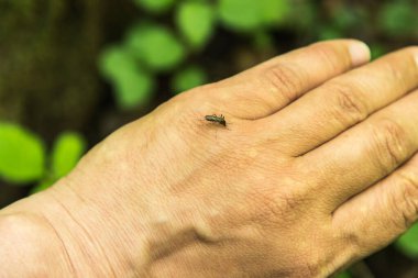 Bir adamın elindeki sivrisinek kan içmeye hazır.
