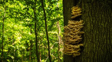 Ormanda bir ağaç gövdesinde bir sürü mantar var.