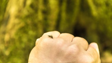 Bir adamın elindeki sivrisinek kan içmeye hazır.