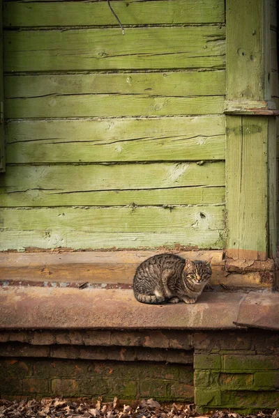 村里的猫坐在一座木屋的地下室里 — 图库照片