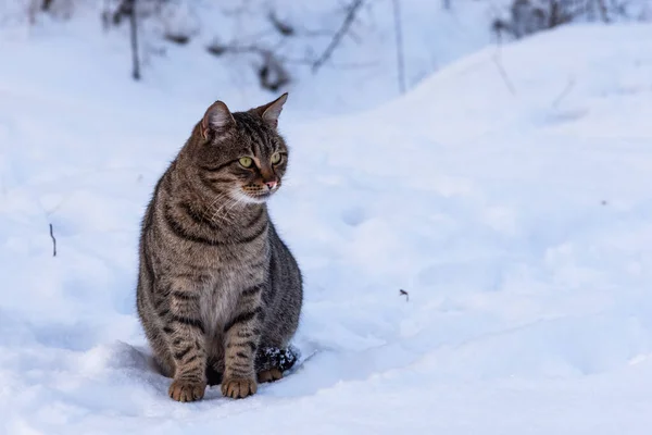 无家可归的野猫坐在雪地里 复制空间 — 图库照片