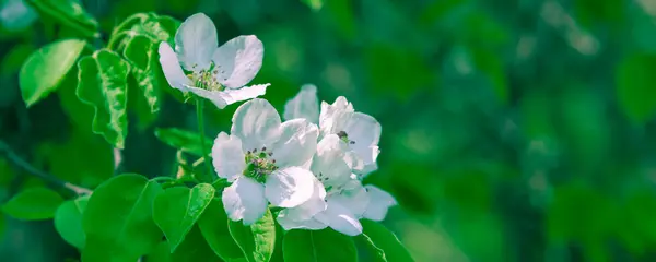 Voorjaar Bloemen Panoramische Achtergrond Apple Boom Tak Met Witte Bloemen — Stockfoto