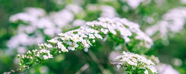 Jarní Květinové Panoramatické Pozadí Větve Stromů Malými Bílými Květy Zeleném — Stock fotografie