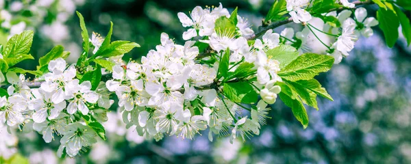 Voorjaar Bloemen Panoramische Achtergrond Apple Boom Takken Met Witte Bloemen — Stockfoto