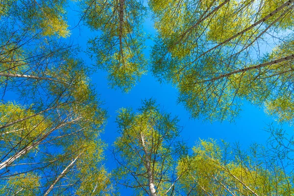 Spring Natural Background Crowns Birches New Leaves Blue Sky Bottom — Stock Photo, Image