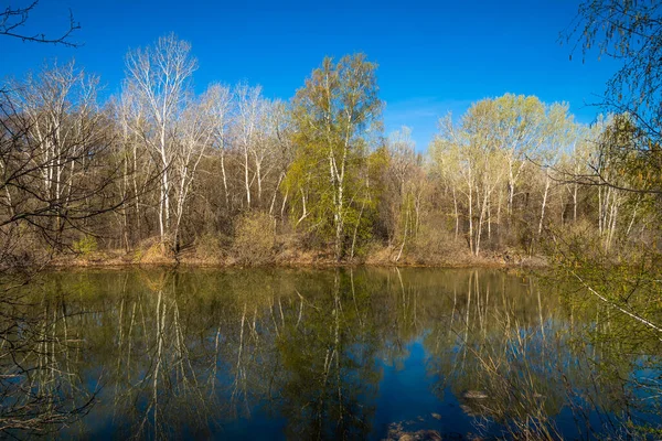 Paysage Printanier Lac Forestier Début Printemps Avec Des Arbres Autour — Photo