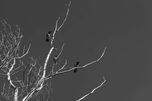 Black White Dramatic Natural Background Crows Sitting Branches Dead Dry — Stock Photo, Image