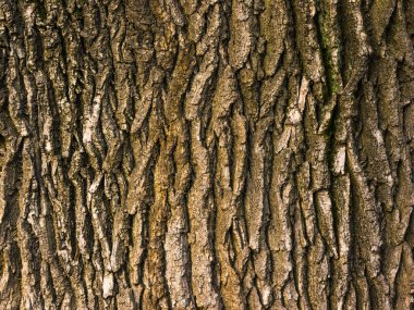 Eski bir ağacın kabuğunun güzel doğal dokusu ve arka planı.