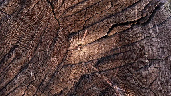 Wooden Background Old Brown Saw Cut Large Tree Annual Rings — Stock Photo, Image