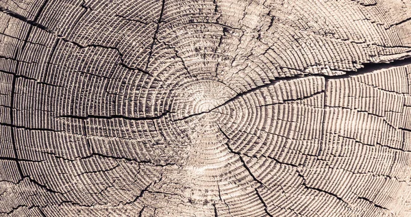 Fondo Madera Vieja Sierra Gris Cortada Árbol Grande Con Anillos — Foto de Stock